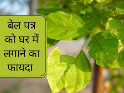 Benefits Of Planting Bel Patra At Home , bel leaves benefits, how to grow bel patra plant at home, bilva tree at home vastu in hindi, how to worship bilva tree, bael tree in astrology, health benefits of bel patra plant,  बेलपत्र का पौधा घर में लगाने के फ