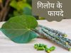 गिलोय के जादुई लाभ जान आप हो जाएंगे हैरान