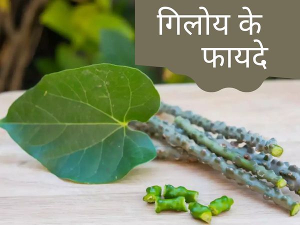 Giloy ke fayde in hindi