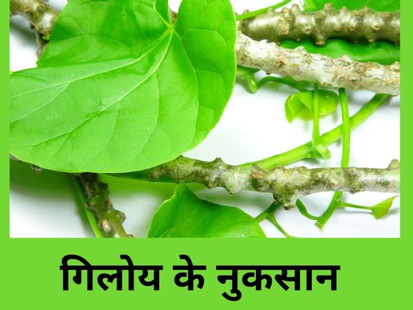 Side Effects of Giloy