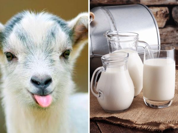 goat milk benefits in hindi