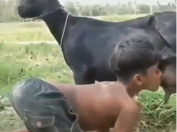 Goat Funny Video Boy Drink Goat Milk Funny Viral Video in Hindi