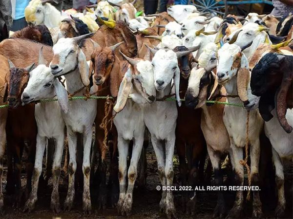 rajasthan, Police, mla, Congress, goat, ashok gehlot