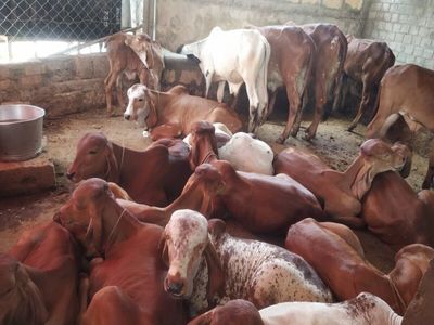 Paint will be made from cow dung in Gaushala