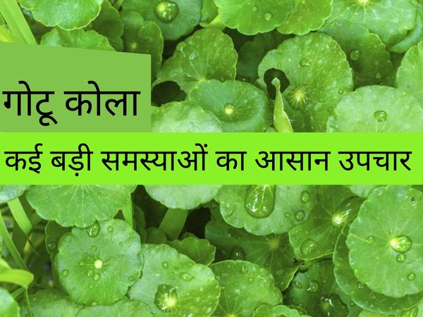 Gotu Kola ke fayde nuksan indian herbs Centella asiatica madukparni brahmi booti