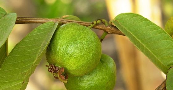 Guava side effects Such people should not eat guava even by mistake