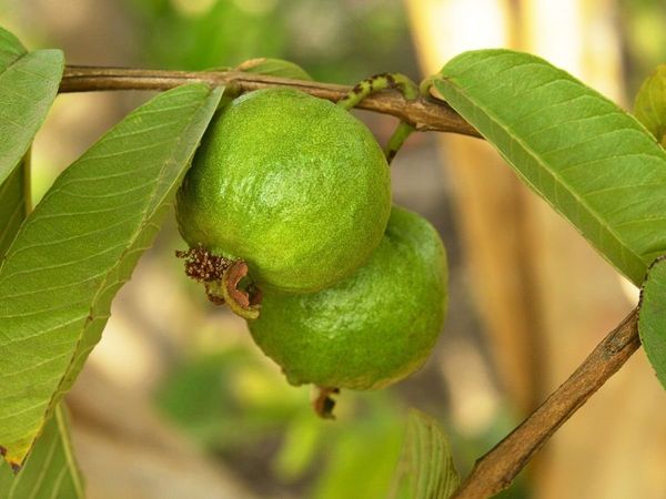 अमरूद खाते समय इन बातों का रखें ध्यान (pic: Istock)