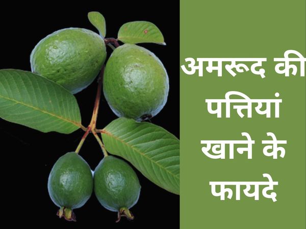 health benefits of guava leaves, know here why guava leaves are beneficial for health