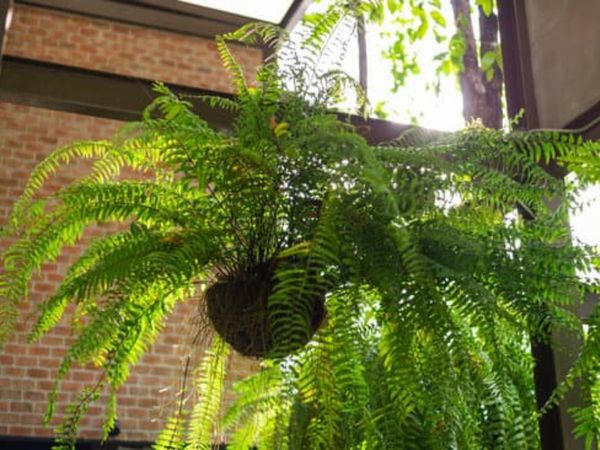 घर के मुख्यद्वार पर लगाएं पौधे