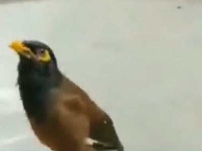 happy janmashtami 2022 myna Chant Hare Krishana Video goes Viral on social media happy janmashtami 2022 myna Chant Hare Krishana Video goes Viral on social media