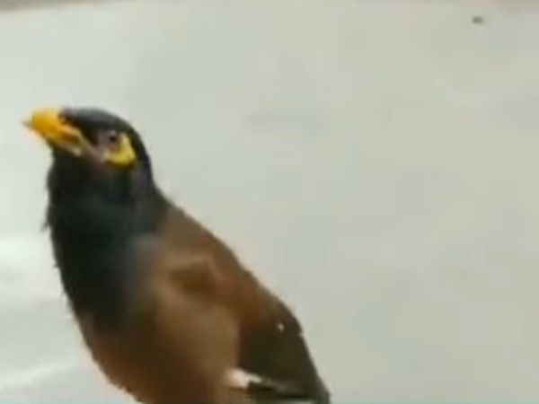 happy janmashtami 2022 myna Chant Hare Krishana Video goes Viral on social media