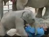 Naughty baby elephant tries to convince hooman to play in adorable viral video. Watch