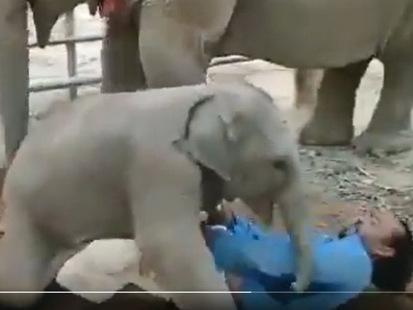 Naughty baby elephant tries to convince hooman to play in adorable viral video. Watch