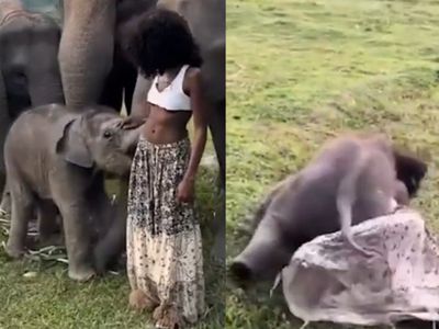elephant elephant
