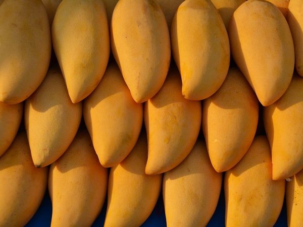 health benefits of mangoes