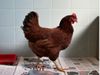 Hen wandering at Pentagon security area taken into custody know about truth