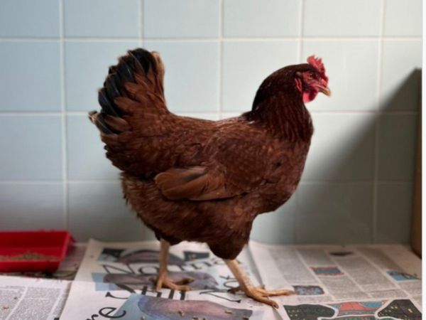 Hen wandering at Pentagon security area taken into custody know about truth