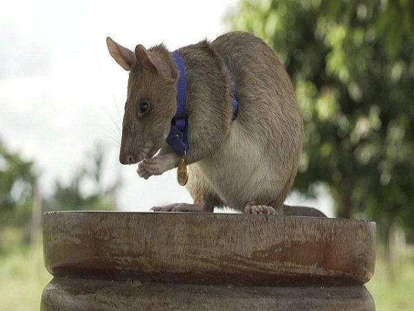herorat awarded gold medal