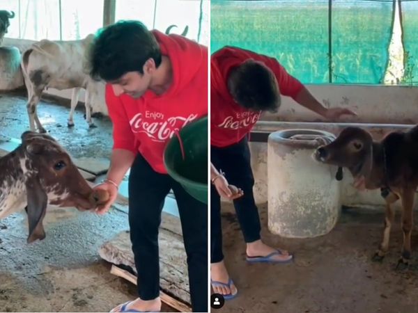 Neha kakkar Ex boyfriend Himansh Kohli Feed laddus to Cow Video