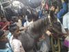 Horse Travelling in Local Train Video Goes Viral Know About Truth
