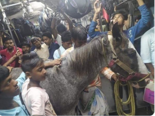 Horse Travelling in Local Train Video Goes Viral Know About Truth