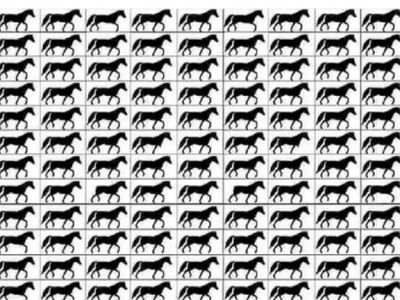 optical illusion optical illusion