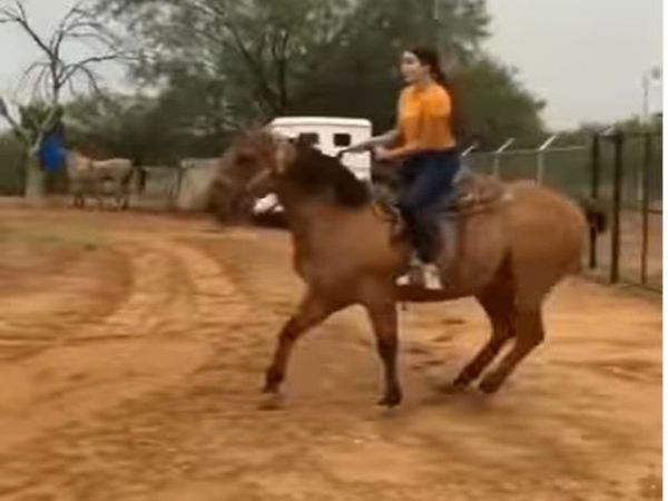 Horse Kick To To Girl Watch Funny Viral Google Trend Video