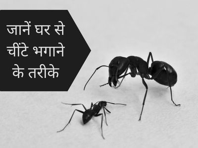 how to get rid of ants naturally, how to get rid of ants overnight, How to get rid of big ants permanently, बड़ी चीटियों से कैसे छुटकारा पाएं,  बड़ी चींटी को भगाने का उपाय