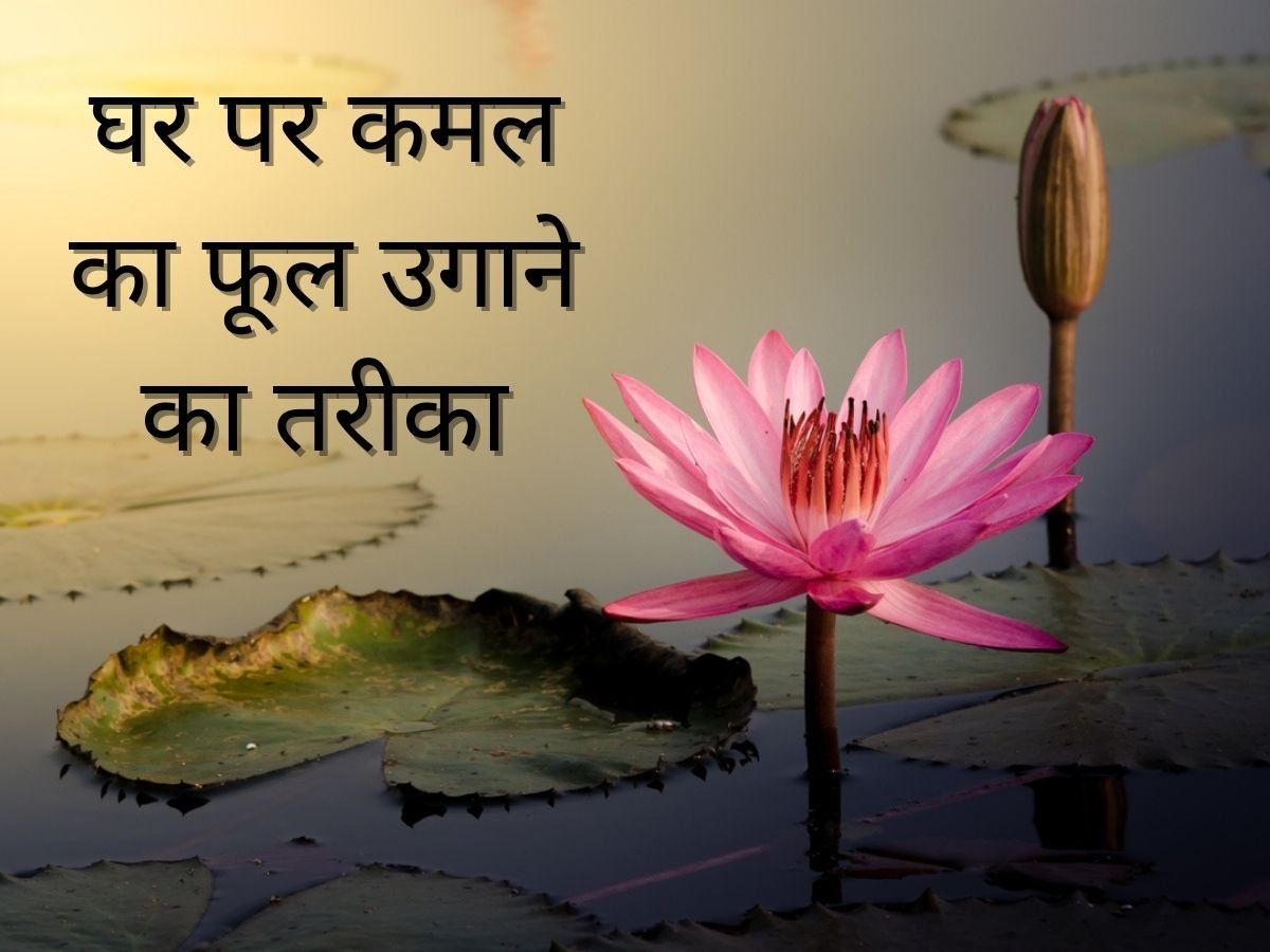 How To Grow Lotus Plant At Home In Hindi Can We Grow Lotus At Home 