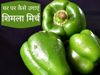 how to grow capsicum in hindi, how to grow capsicum at home, easy ways to grow capsicum at home, gardening tips for capsicum, how to grow capsicum in garden, simple tips to grow capsicum at home, shimla mirch ugane ka tareeka, shimla mirch ugane ke upaye,