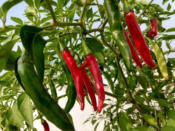 Chili History and Origin Know About Interesting Facts