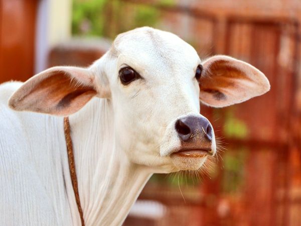 Cow Swallows 20 Gram Gold Chain in Karnataka Then What Happened Know About Truth