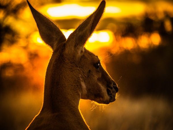 Kangaroo Reach Australia to Mizoram but how Mystery for two state 