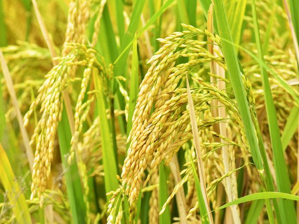 Government increased paddy MSP by Rs 72 per quintal, now purchase to be 19 rupees 40 paise per kg