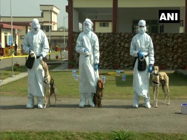 Covid 19: पसीने और पेशाब के जरिए कोरोना की पहचान, इंडियन आर्मी के डॉग स्क्वॉड हुआ प्रशिक्षित