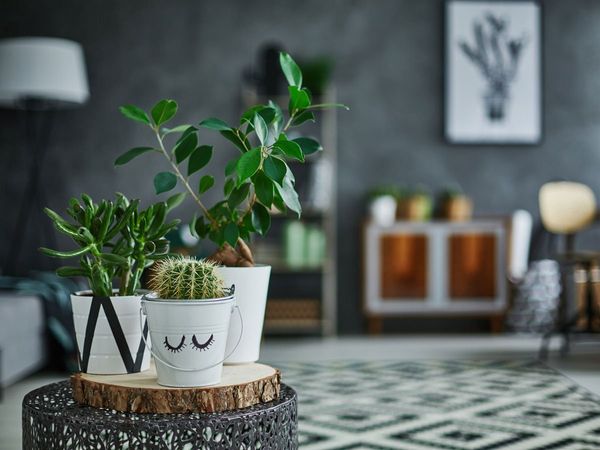 Plants for Good Health (Image-iStock)