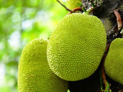 Benefits Of Jackfruit वजन कम करन स ल कर ब प क क ट र ल तक ज न कटहल क चमत क र औषध य ग ण Weight Loss To Bp Control Know Amazing Health Benefits Of Jackfruit Health Tips