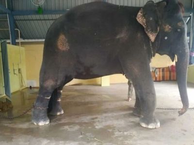 Jaimala, Elephant, Assam, Tamil Nadu, State News Jaimala, Elephant, Assam, Tamil Nadu, State News