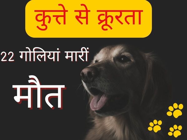 Jaipur Dog Shoot Case 