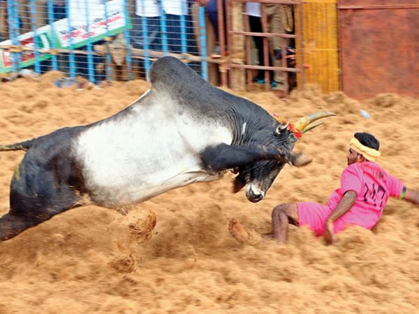 Jallikattu in Oscars 2021 Malayalam film at the 93rd Academy Awards