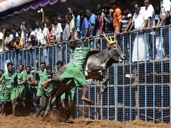 tamilnadu jallikattu