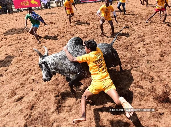 जलीकट्टू के बारे में कितना जानते हैं आप, जिसके लिए राहुल गांधी से बीजेपी के दिग्‍गज तक पहुंच रहे तमिलनाडु