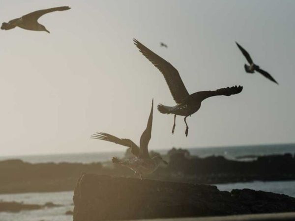 jatinga Valley in assam where More than Thousand birds commit suicide every year known about truth 