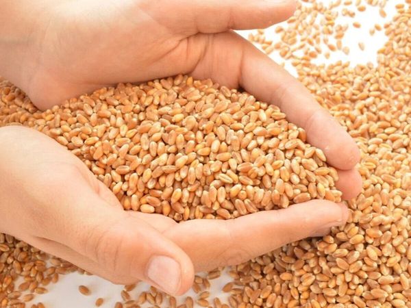 jau benefits in vastu