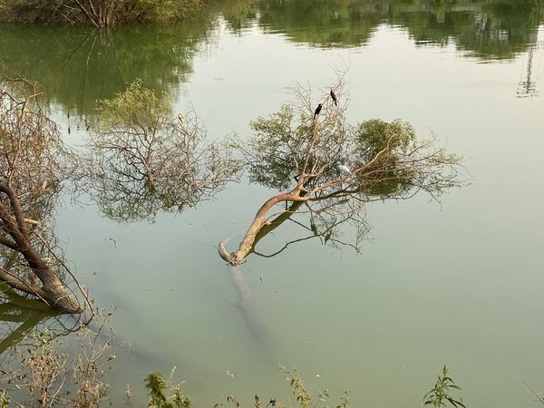 Jharkhand, Karma Poojan, accident in Latehar, seven girls drowned in pond