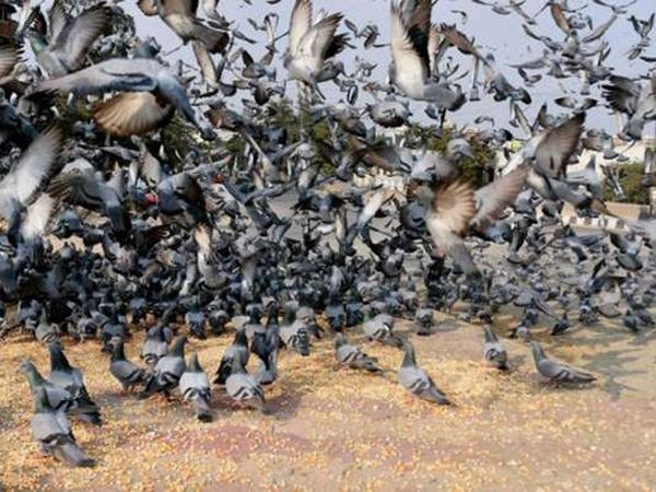 Don't feed pigeons in Delhi amid crisis of bird flu