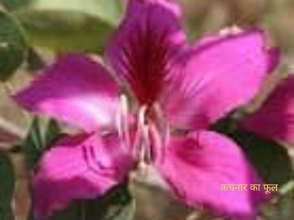 Benefits of kachnar, कचनार के फूल के फायदे