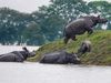 Centre acceptes Assam's proposal to construct artificial highland inside Kaziranga national park