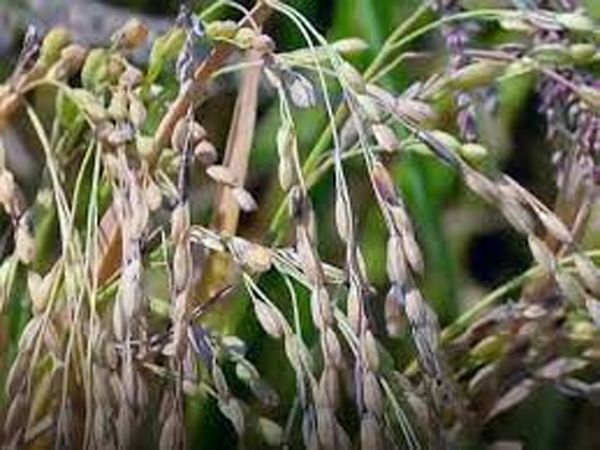 Saryu River will probed to be boon for kalanamak rice production in Ayodhya