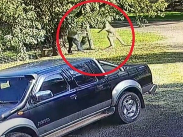 Kangaroo Attack on Man Then What Happened Watch Viral Video